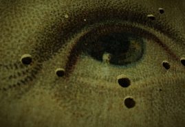 WOODEATERS | dir. Julia Pełka